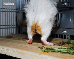 Meerschweinchen - Struppi