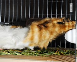 Meerschweinchen - Struppi