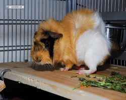 Meerschweinchen - Struppi