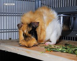 Meerschweinchen - Struppi