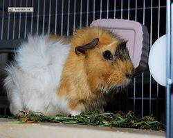 Meerschweinchen - Struppi