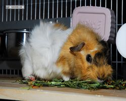 Meerschweinchen - Struppi