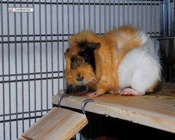 Meerschweinchen - Struppi
