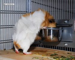 Meerschweinchen - Struppi