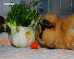 Meerschweinchen - Struppi