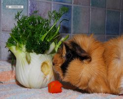 Meerschweinchen - Struppi