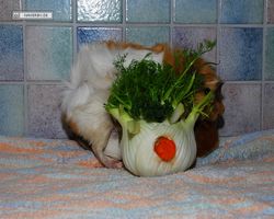 Meerschweinchen - Struppi