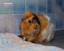 Meerschweinchen - Struppi