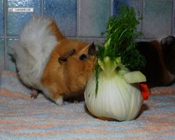 Meerschweinchen - Struppi