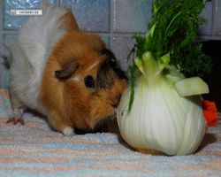 Meerschweinchen - Struppi