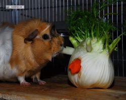 Meerschweinchen - Struppi