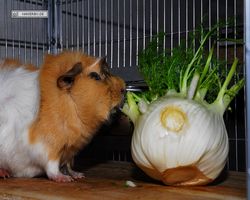 Meerschweinchen - Struppi