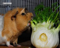 Meerschweinchen - Struppi