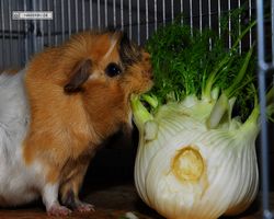 Meerschweinchen - Struppi