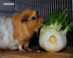 Meerschweinchen - Struppi