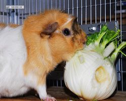 Meerschweinchen - Struppi