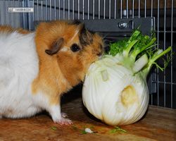 Meerschweinchen - Struppi