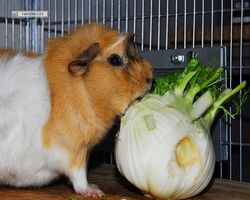 Meerschweinchen - Struppi