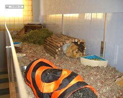 Meerschweinchen - Struppi