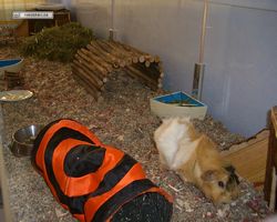 Meerschweinchen - Struppi