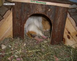 Meerschweinchen - Struppi