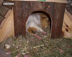 Meerschweinchen - Struppi