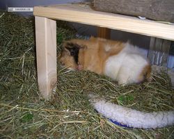 Meerschweinchen - Struppi