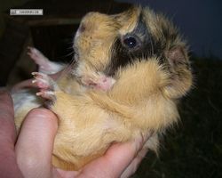 Meerschweinchen - Struppi