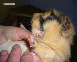 Meerschweinchen - Struppi
