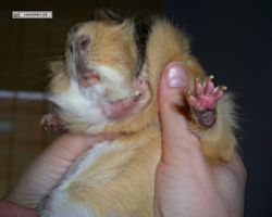 Meerschweinchen - Struppi