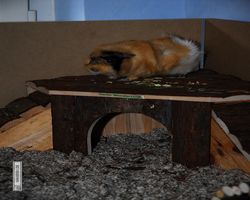 Meerschweinchen - Struppi