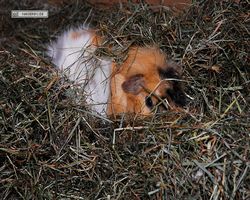Meerschweinchen - Struppi