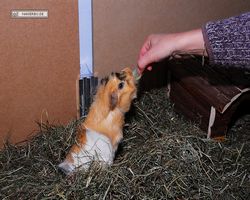 Meerschweinchen - Struppi