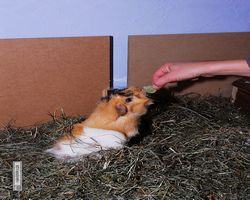 Meerschweinchen - Struppi