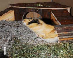 Meerschweinchen - Struppi