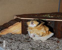 Meerschweinchen - Struppi