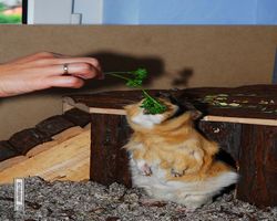 Meerschweinchen - Struppi