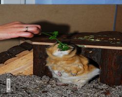 Meerschweinchen - Struppi