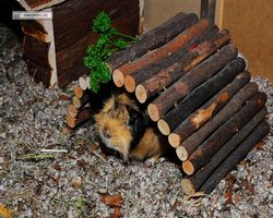 Meerschweinchen - Struppi