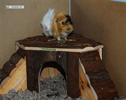 Meerschweinchen - Struppi