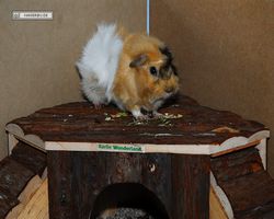 Meerschweinchen - Struppi