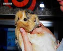 Meerschweinchen - Struppi