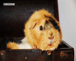 Meerschweinchen - Struppi