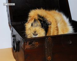 Meerschweinchen - Struppi