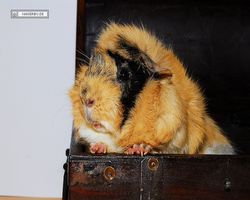 Meerschweinchen - Struppi