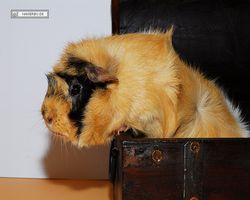 Meerschweinchen - Struppi