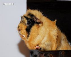 Meerschweinchen - Struppi