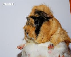 Meerschweinchen - Struppi