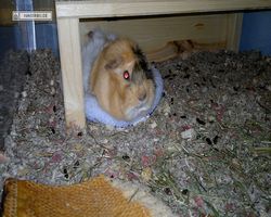 Meerschweinchen - Struppi