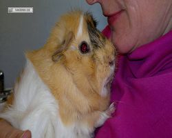 Meerschweinchen - Struppi
